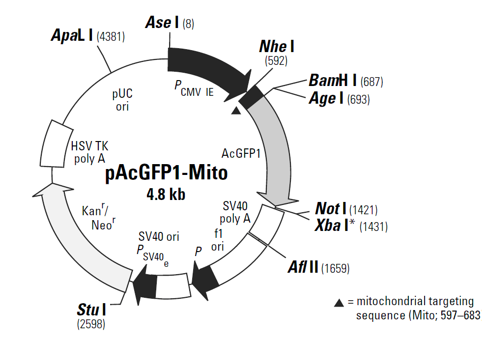 pAcGFP1-Mito载体图谱